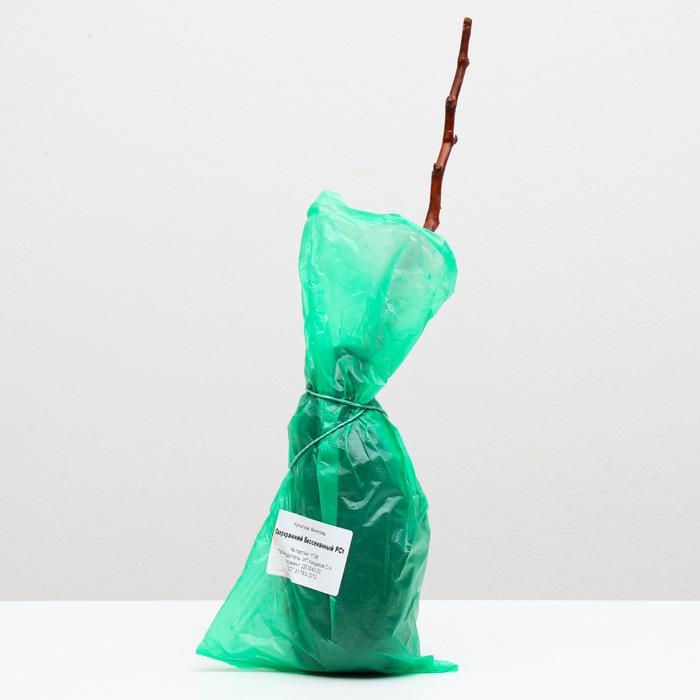 Саженец винограда Сверхранний Бессемянный Весна 2024, 1 шт. Саженец винограда Сверхранний Бессемянный Весна 2024, 1 шт.