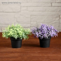 Бонсай в горшке "Травушка" 7х10 см, микс