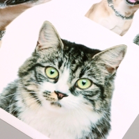 Наклейка 3Д интерьерная Домашние питомцы 50*40см