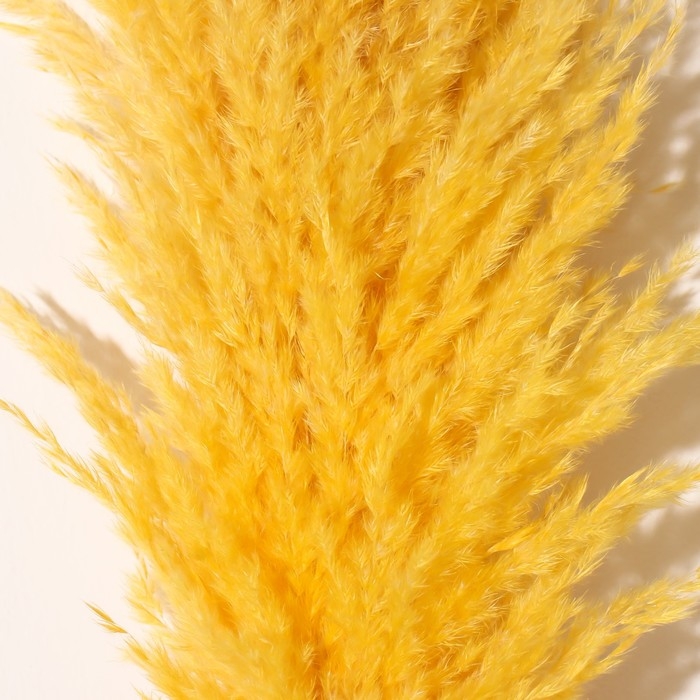 Сухоцвет "Кортадерия", 1 ветка, длина 140-150 см, желтый