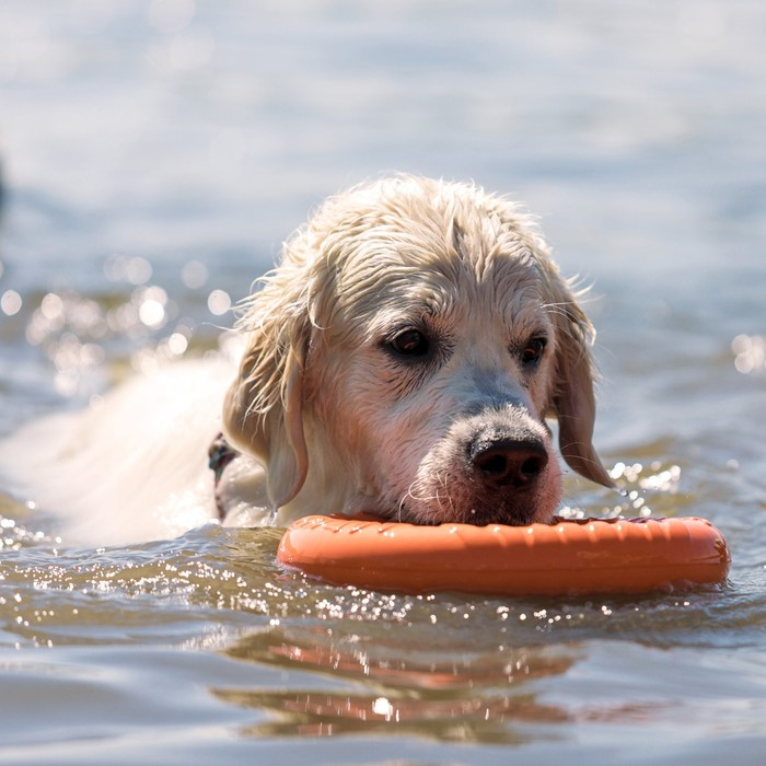 Кольцо Кольцо "ДогЛайк" D-2611, 8-мигранное, большое, ⌀ 30,5 см