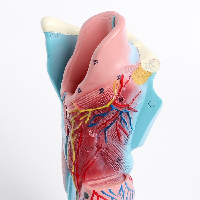 Макет Макет "Гортань человека" разборная 20см