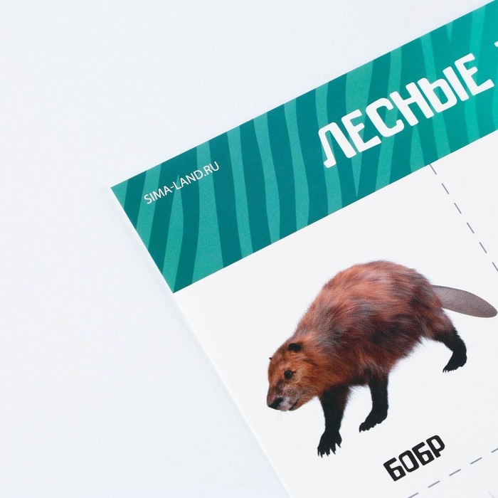 Набор обучающих плакатов «Изучаем мир», 10 в 1, А4 Набор обучающих плакатов «Изучаем мир», 10 в 1, А4