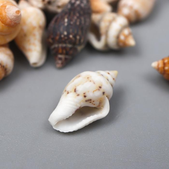 Ракушки декоративные "Nassa" 100 г &plusmn; 5 г 0.6-1.2 см