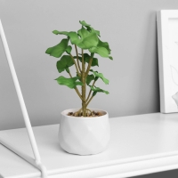 Бонсай в горшке "Филодендрон селло" (мягкий лист) 12х6 см, микс Бонсай в горшке "Филодендрон селло" (мягкий лист) 12х6 см, микс