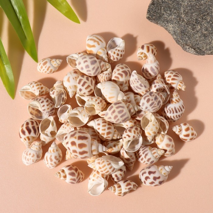 Ракушки природные декоративные Ракушки природные декоративные "Бабилония" набор 100 гр