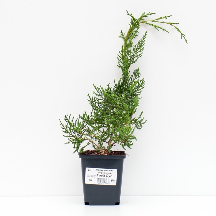 Можжевельник виргинский "Грей Оул", Р9, 1шт, h 3-20 см, Осень 2024