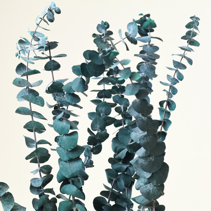 Сухоцвет &laquo;Эвкалиптовое дерево&raquo;, голубой, 10 шт. в упаковке