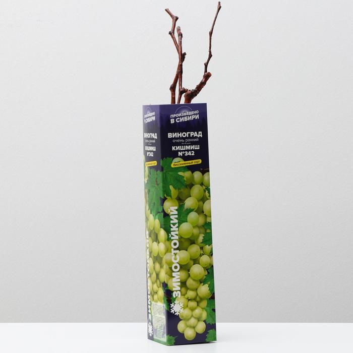 Саженец винограда Кишмиш №342, Весна 2024, 1 шт. Саженец винограда Кишмиш №342, Весна 2024, 1 шт.