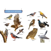 Энциклопедия малыша «Моя первая книга» Энциклопедия малыша «Моя первая книга»