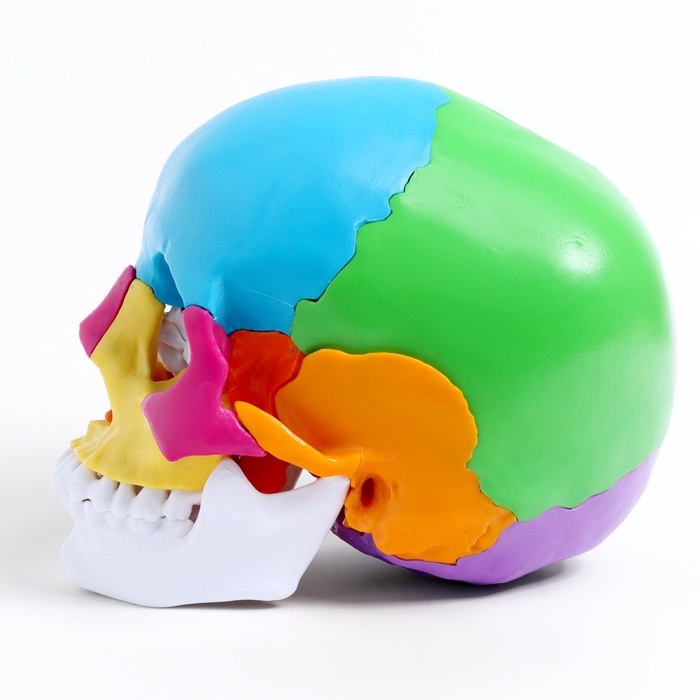 Макет Макет "Череп человека" разноцветный разборный, 20*12*21см