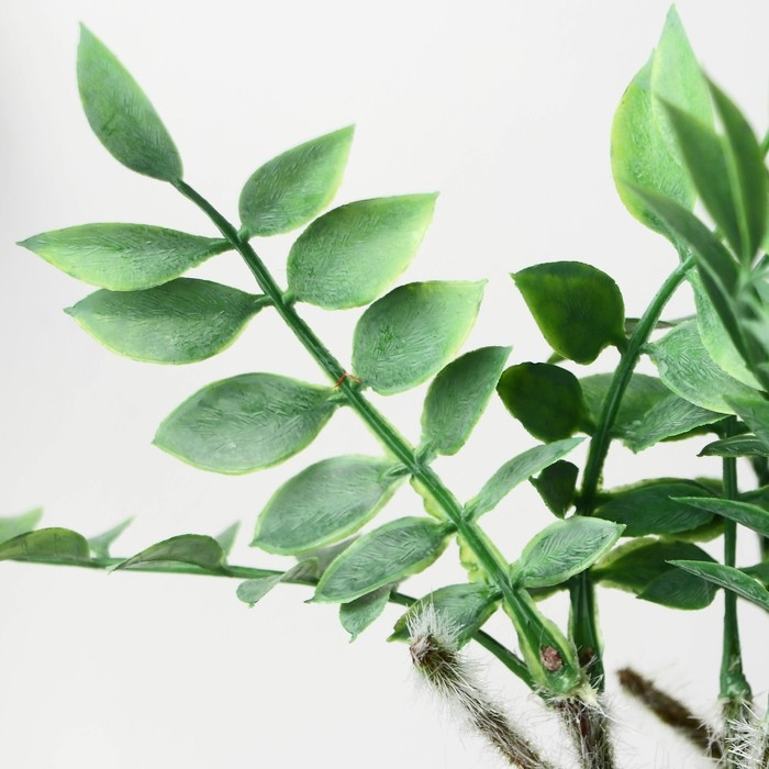 Бонсай в горшке "Замиокулькас" 8,5х22 см