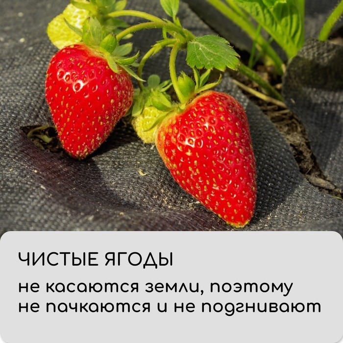 Материал мульчирующий, с перфорацией, 5 &times; 1,6 м, плотность 80 г/м&sup2;, спанбонд с УФ-стабилизатором, чёрный, Greengo, Эконом 30%