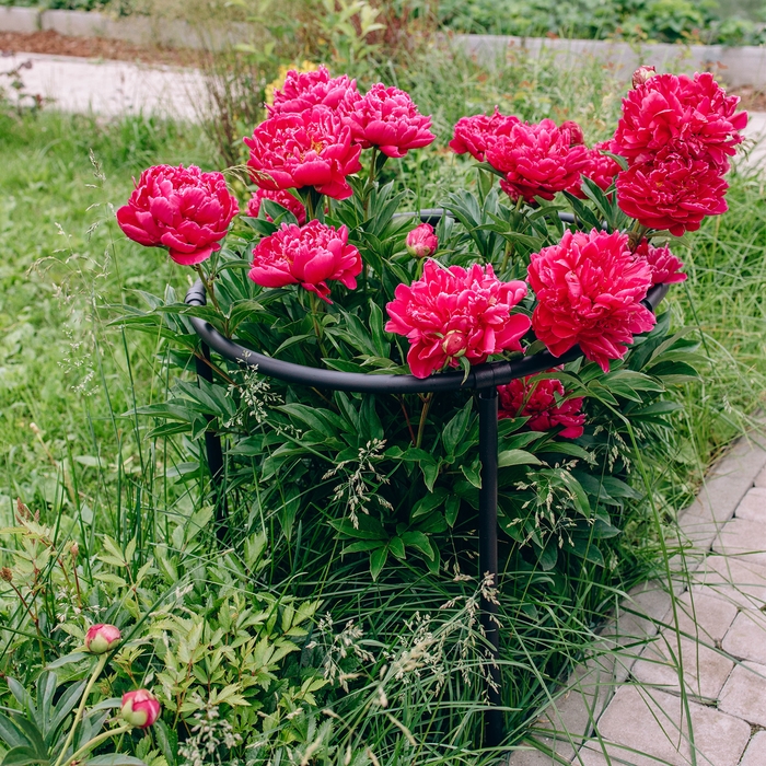 Кустодержатель, d = 80 см, h = 50 см, ножка d = 2 см, пластик, чёрный, &laquo;Смородина +&raquo;