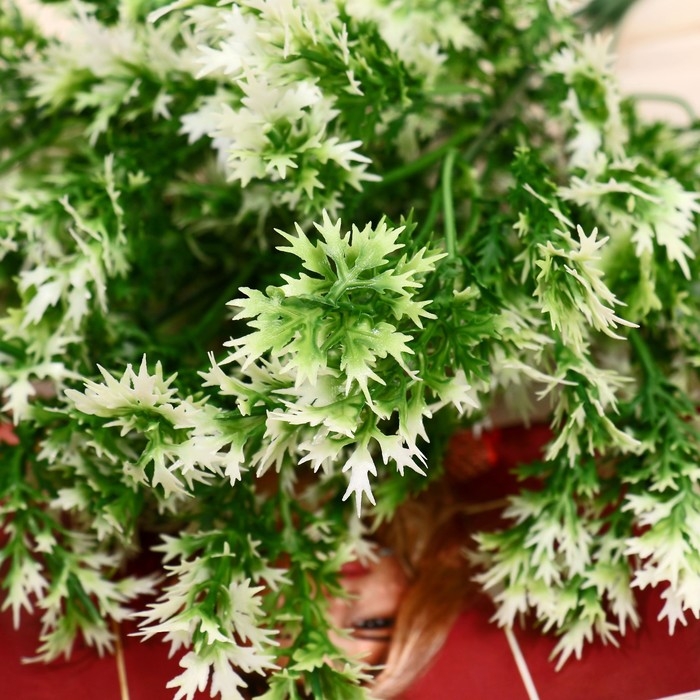 Букет "Аспарагус галант" 29 см, бело-зелёный