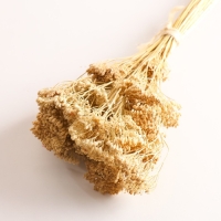 Набор сухоцветов "Тысячелистник", банч длина 60 (+/- 6 см), выбеленный Набор сухоцветов "Тысячелистник", банч длина 60 (+/- 6 см), выбеленный