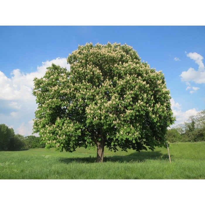 Каштан конский обыкновенный , С3 горшок, Н20-30 высота, 1 шт, Лето 2024 Каштан конский обыкновенный , С3 горшок, Н20-30 высота, 1 шт, Лето 2024