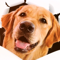 Наклейка 3Д интерьерная Собака 30*27см Наклейка 3Д интерьерная Собака 30*27см