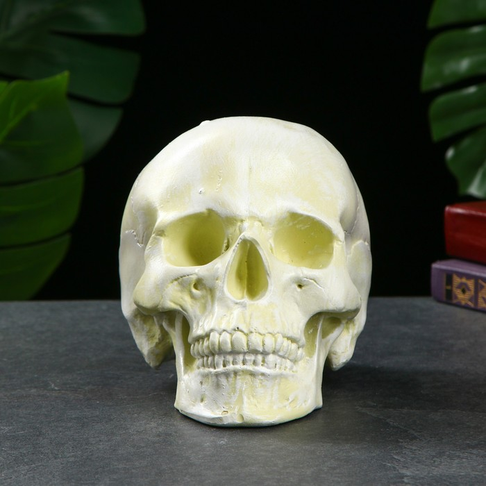 Копилка Копилка "Череп" кость белая, 16х13х22см