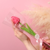 Мыльный тюльпан, фуксия Мыльный тюльпан, фуксия