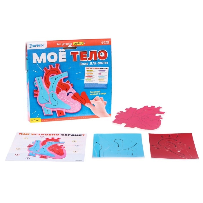 Набор для опытов &laquo;Моё тело&raquo;, сердце