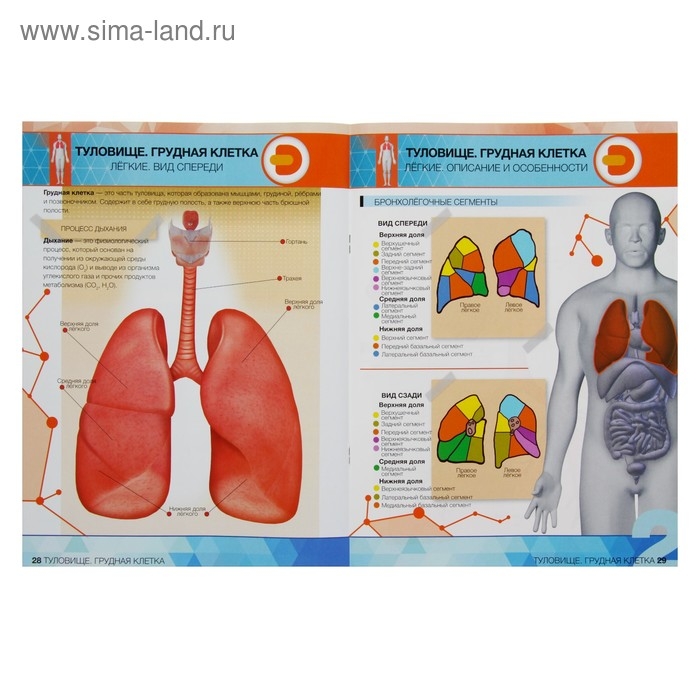 Энциклопедия 4D в дополненной реальности &laquo;Анатомия: органы человека&raquo;