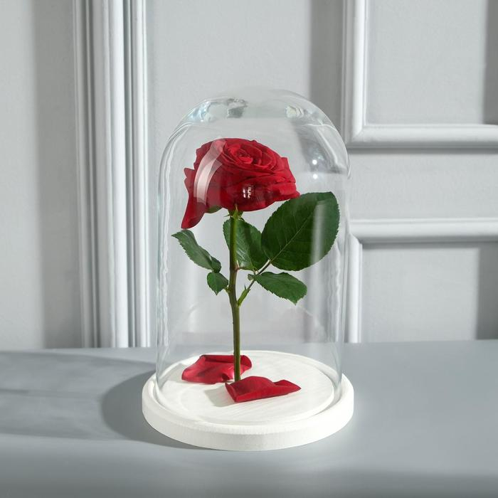 Стеклянный купол-клош на деревянной подставке Стеклянный купол-клош на деревянной подставке "Венсан - 1", 25х15 см, белый