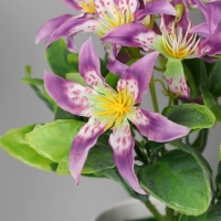 Бонсай в горшке "Адениум элегант" 9х18 см, микс Бонсай в горшке "Адениум элегант" 9х18 см, микс