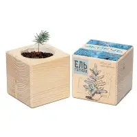 Набор для выращивания &laquo;Экокуб&raquo;, ель голубая