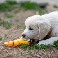 Игрушка пищащая "Задумчивая курица" малая, 16,5 см, жёлтая Игрушка пищащая "Задумчивая курица" малая, 16,5 см, жёлтая