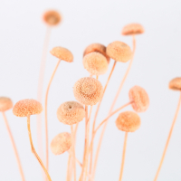 Сухоцвет &laquo;Батао&raquo; набор 20 шт., цвет МИКС