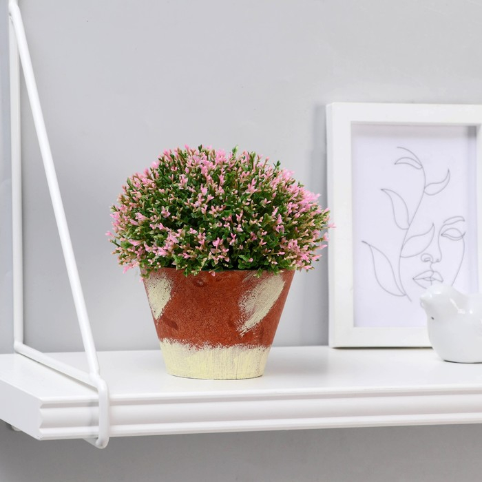 Бонсай в горшке "Самшит" 12х12 см, микс