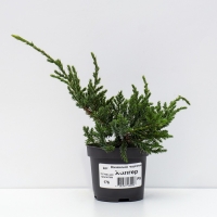 Можжевельник чешуйчатый "Холгер", Р9, 1шт, h 3-20 см, Осень 2024