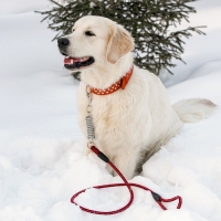Поводок усиленный с амортизатором от рывка, 120 х 1,2 см, чёрно-красный