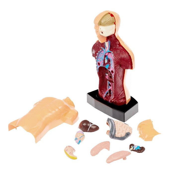 Научный опыт «Строение тела» Научный опыт «Строение тела»