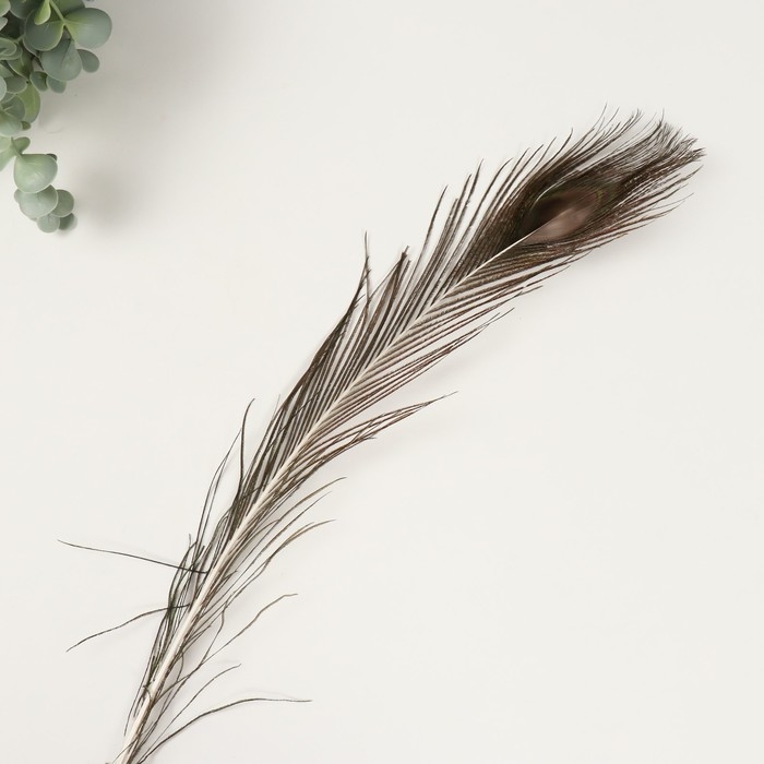 Перо декоративное "Павлин" h=70-80 см