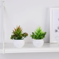 Бонсай в горшке "Цветок рео" 5,5х11 см, микс Бонсай в горшке "Цветок рео" 5,5х11 см, микс