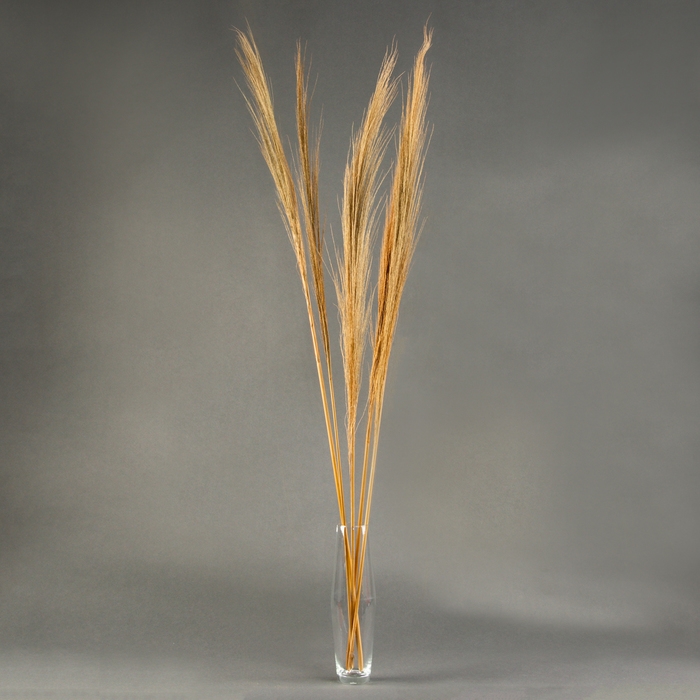 Сухоцветы для декора &laquo;Камыш&raquo;, набор 5 шт. 113 &times; 5 &times; 5 см