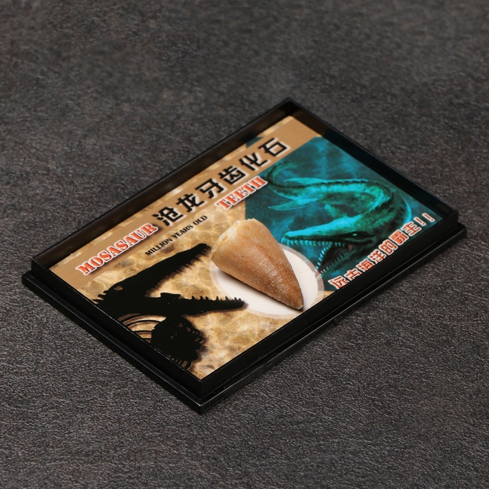 Набор зубов Набор зубов "Мазозавр"