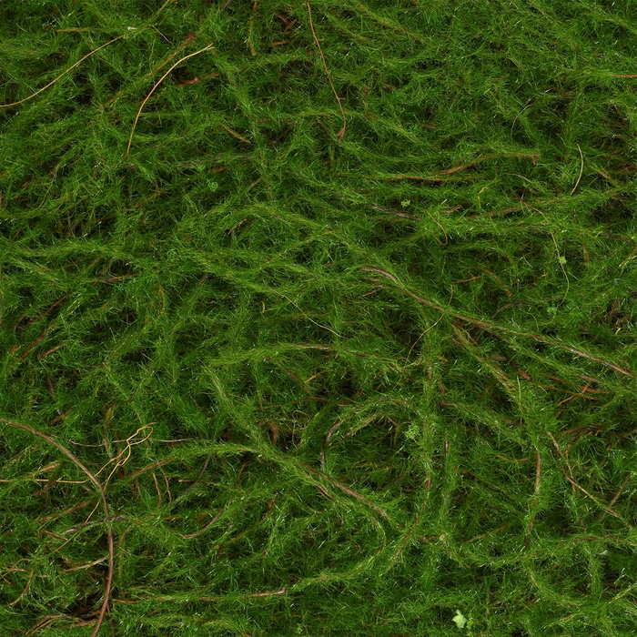 Декоративная панель, 90 × 40 см, «Папоротник», Greengo Декоративная панель, 90 × 40 см, «Папоротник», Greengo