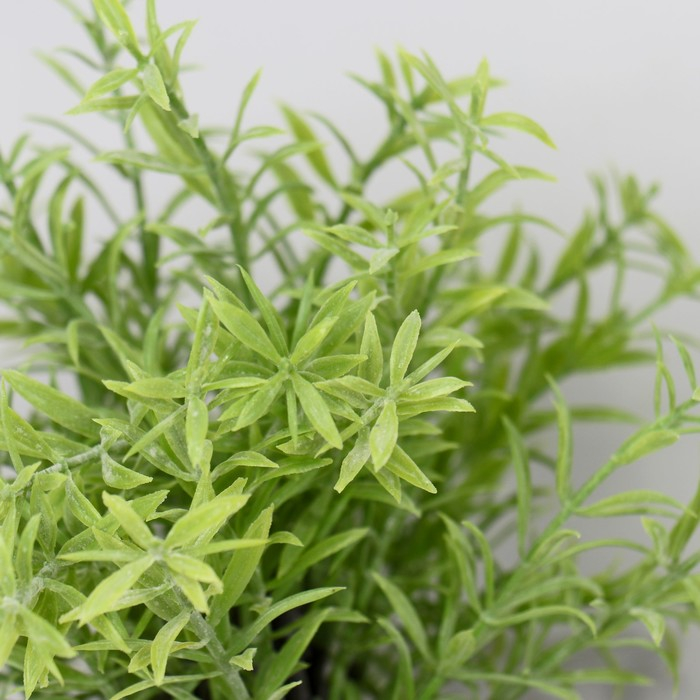 Бонсай в горшке "Розмарин" 7,5х21 см