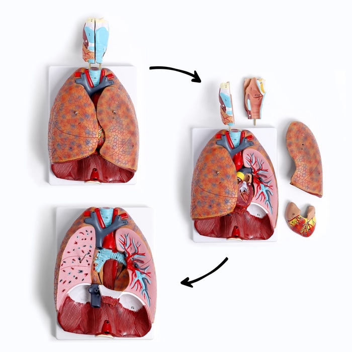 Макет Макет "Грудь человека изнутри" разборный 27*20*11см