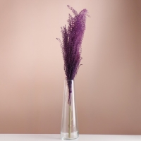 Набор сухоцветов "Мискантус", банч 3-5 шт, длина 60 (+/- 6 см), фиолетовый Набор сухоцветов "Мискантус", банч 3-5 шт, длина 60 (+/- 6 см), фиолетовый
