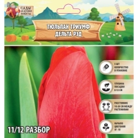 Тюльпан Триумф Дельта Рэд, р-р 11/12, 5 шт, Осень 2024 Тюльпан Триумф Дельта Рэд, р-р 11/12, 5 шт, Осень 2024