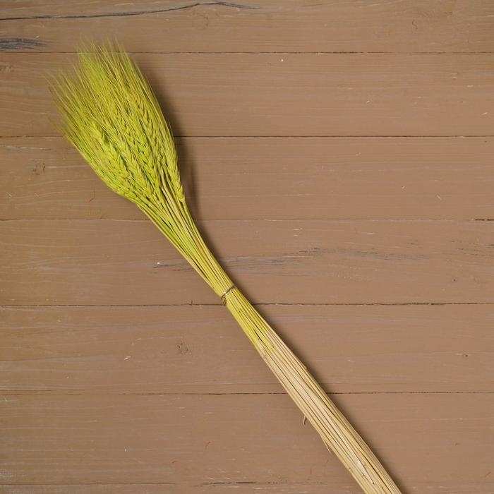 Сухой колос пшеницы, набор 50 шт., цвет жёлтый Сухой колос пшеницы, набор 50 шт., цвет жёлтый