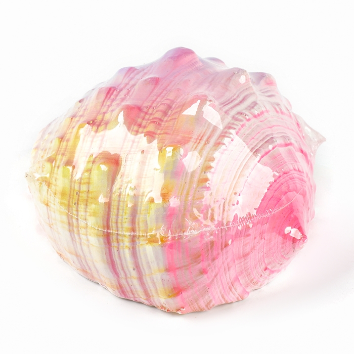 Набор для раскопок &laquo;Морской мир&raquo;, гипсовая ракушка, инструменты, 5+