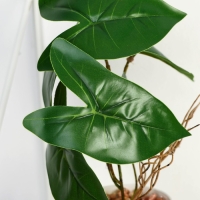 Бонсай в горшке &laquo;Филодендрон крупный лист&raquo; 7,5х20 см