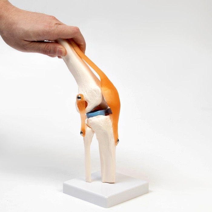 Макет Макет "Коленный сустав", 32*12*12см