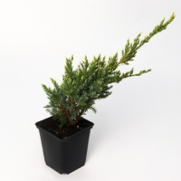 Можжевельник чешуйчатый "Холгер", Р9, 1шт, h 3-20 см, Осень 2024