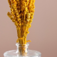 Набор сухоцветов "Железница", банч длина 35 (+/- 6 см), желтый